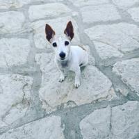 Domáce zviera alebo zvieratá hostí v ubytovaní Petridi House