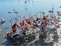 a flock of pink flamingos standing in the water at Studio Le Grau-du-Roi, 1 pièce, 4 personnes - FR-1-307-123 in Le Grau-du-Roi
