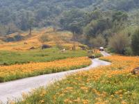 a car driving down a road in a field of flowers at Jia Jia Homestay in Yuli