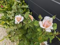 a plant with pink roses in a pot at Guestroom Arbigny-sous-Varennes, 2 pièces, 4 personnes - FR-1-611-72 