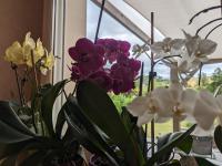 a bunch of flowers in a vase next to a window at Guestroom Arbigny-sous-Varennes, 2 pièces, 4 personnes - FR-1-611-72 