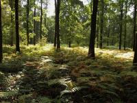 a forest filled with lush green plants and trees at “Chez Mily“ Joli petit duplex plein centre Villers Cotteret in Villers-Cotterêts