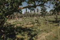 A garden outside Podere Biagio