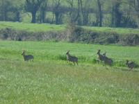 a group of deer running through a field at Gîte Le Bernard, 6 pièces, 10 personnes - FR-1-426-164 in Le Bernard