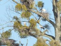 a group of birds sitting in a tree at Gîte Le Bernard, 6 pièces, 10 personnes - FR-1-426-164 in Le Bernard