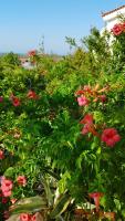 Plán poschodí v ubytovaní Greek Island bungalow in Samos set in beautiful nature