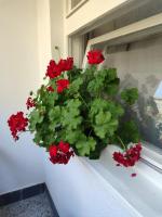 a geranium plant sitting on a window sill at Flowers Apartment Tuzla in Tuzla