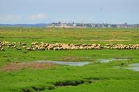 a herd of sheep grazing in a field at Holiday Inn Express Amiens, an IHG Hotel in Amiens