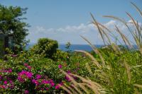 a field of flowers with the ocean in the background at Tropic &amp; Chic in Sainte-Anne