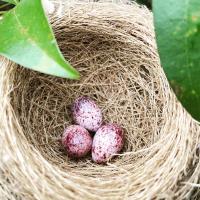 three eggs in a nest in a plant at I Leisure B&amp;B in Yuanshan