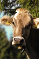 a brown cow with yellow tags in its ear at Hotel Garni Löwen in Silz