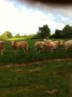 a herd of cows in a field behind a fence at Gîtes du Manoir de la Porte in Les Authieux-sur-Calonne