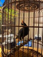ホテルの敷地内または近くにいる動物
