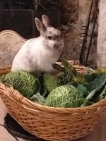 a rabbit sitting in a basket of cabbage at Gîtes du Manoir de la Porte in Les Authieux-sur-Calonne