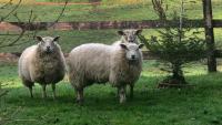 three sheep standing in the grass in a field at Gîtes du Manoir de la Porte in Les Authieux-sur-Calonne