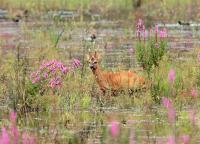 an antelope standing in the water in a field at Sologne des étangs - Bontens in Saint-Viâtre