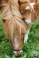 a cow with long hair on its head eating grass at Bio Ferienbauernhof Greber in Schwarzenberg