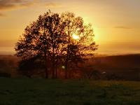 a tree in a field with the sunset in the background at SAS La perle d&#39;alsace in Bernardswiller