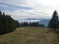 a large open field with trees on a hill at Modern apartment in Soultzeren in Soultzeren