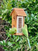 two green birds eating food out of a bird feeder at Au Charme De Bussy - Golf 5 mins, Disneyland 10 mins, Paris 15 miles in Bussy-Saint-Georges