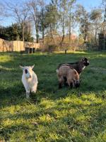 three sheep and a dog laying in the grass at Naéco Erdeven in Erdeven