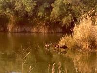 three ducks swimming in the water on a lake at Mas de la pie in Saintes-Maries-de-la-Mer