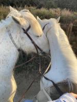 two white horses are standing next to each other at Mas de la pie in Saintes-Maries-de-la-Mer