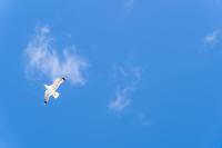 a seagull flying in the blue sky at Hôtel Mar I Cel &amp; Spa in Canet-en-Roussillon