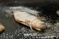 Φωτογραφία από το άλμπουμ του Egreta By Hoxton σε Uzlina