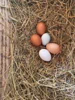 a group of eggs sitting in a pile of hay at Maison d hôtes Les Chantours dans réserve naturelle 15 hectares in Saint-Antoine-Cumond