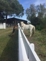 a dog and a horse looking over a fence at Mas de la pie in Saintes-Maries-de-la-Mer