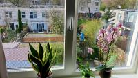 ein Fenster mit zwei Topfpflanzen auf einem Fensterbrett in der Unterkunft Amor Guesthouse in Amsterdam