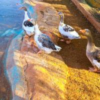 Zvířata v hotelu nebo okolí