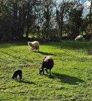 a group of sheep and a dog grazing in a field at Le gîte des Jardins d&#39;Hayden in Courson