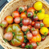 a basket full of tomatoes and lemons on a table at Le gîte des Jardins d&#39;Hayden in Courson