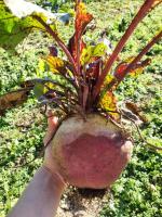 Zahrada ubytování Agritur Calvola