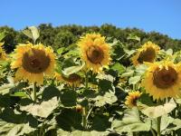 a group of sunflowers in a field at Snug cottage in Saint Eutrope De Born with pool in Saint-Eutrope-de-Born