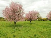 two trees in a field with pink flowers at Snug cottage in Saint Eutrope De Born with pool in Saint-Eutrope-de-Born