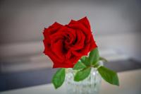 a red rose in a vase on a table at Holiday house Kajfes in Brod na Kupi