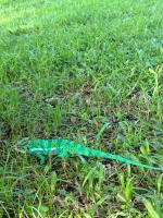 a green lizard laying in the grass at studio Les Alysées in Saint-Pierre