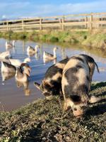 a pig standing next to a group of ducks in the water at Éco-Domaine La Fontaine Hotel Spa &amp; Résidence in Pornic