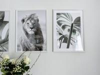 three framed pictures of a lion on a wall at Le Raphaëlle - Compiègne centre in Compiègne