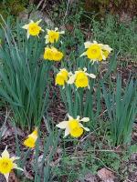 a group of yellow and white flowers in the grass at La ch&#39;tiote meizou in Mazet-Saint-Voy