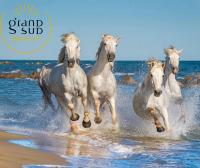 a group of horses running in the water on the beach at Les Pieds dans le Sable in Le Grau-du-Roi
