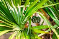 a close up of a green plant at Southern Sun Homestay North in Kenting