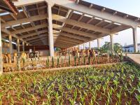 Zahrada ubytování PIDA COFFEE FARM LODGE