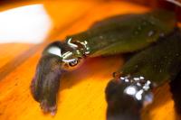 a green pepper sitting on top of a table at Sennenmatsu in Imabari