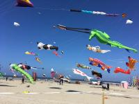 a bunch of kites flying in the sky on a beach at Plain pied avec terrasse à 5 minutes de Berck in Verton
