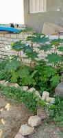 Zahrada ubytování مرسى مطروح