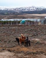 ラグジュアリーテントの敷地内または近くにいる動物